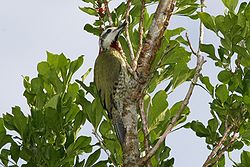 Cuban Green Woodpecker (Xiphidiopicus percussus).jpg