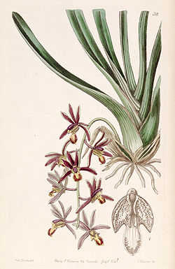 Cymbidium bicolor subsp. pubescens (as Cymbidium pubescens) - Edwards vol 27 (NS 4) pl 38 (1841).jpg