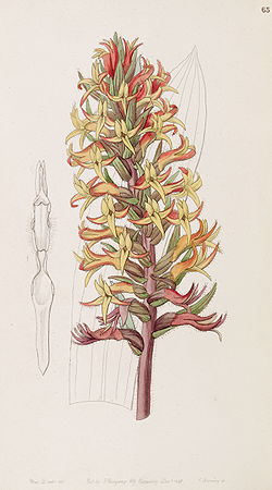 Dichromanthus cinnabarinus (as Stenorrhynchos cinnabarinum) - Edwards vol 33 (NS 10) pl 65 (1847).jpg