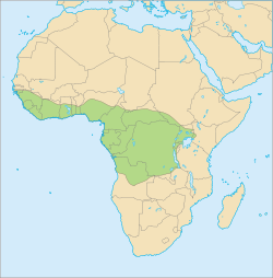      Distribución del pangolín arborícola