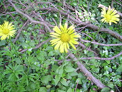 Doronicum plantagineum StG 040418B.jpg