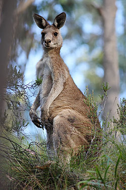 Eastern grey kangaroo dec07 02.jpg