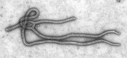 Ebola Virus TEM PHIL 1832 lores.jpg