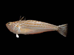 Echiichthys vipera (lateral).jpg