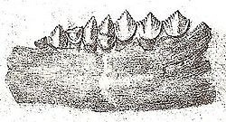 Echinodon.JPG
