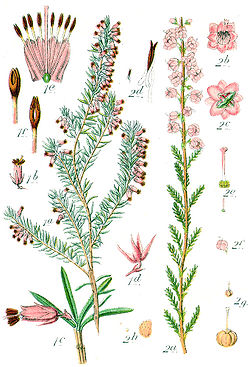 Ericaceae spp Sturm48.jpg