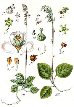 Ericaceae spp Sturm50.jpg