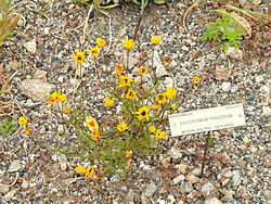 Eriospermum paradoxum - University of California Botanical Garden - DSC08876.JPG