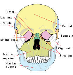 Es-Human skull front simplified (bones).svg