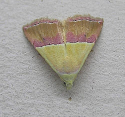 Eublemma anachoresis (Noctuidae, Eublemminae) P1010030.JPG