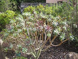 Euphorbia bravoana.jpg