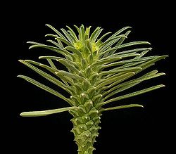 Euphorbia clandestina ies.jpg