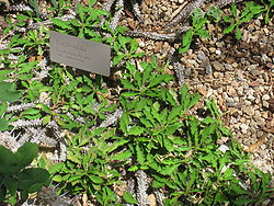 Euphorbia decaryi var. spirosticha.jpg