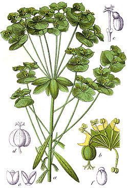 Euphorbia esula Sturm31.jpg