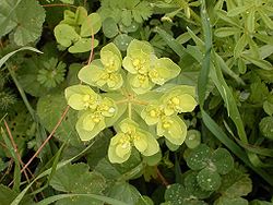 Euphorbia helioscopia (Barlovento) 01.jpg