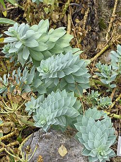 Euphorbia myrsinites.JPG