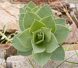 Euphorbia myrsinites1 ies.jpg