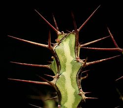 Euphorbia odontophora ies.jpg