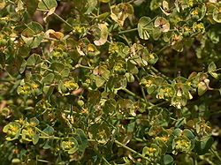 Euphorbia segetalis.jpg