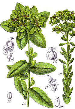 Euphorbia spp Sturm29.jpg