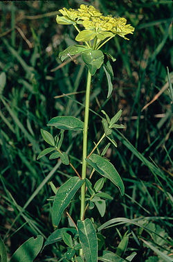 Euphorbia verrucosa W.jpg