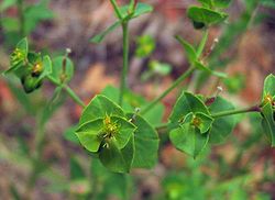 Euphorbiaterracina.jpg