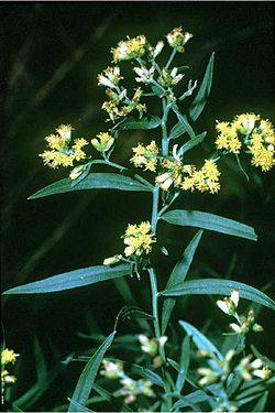 Euthamia graminifolia (USDA).jpg
