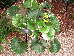 Farfugium japonicum - Atlanta Botanical Garden.JPG