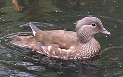 Female Mandarin Duck 800.jpg