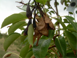 Fire blight (Erwinia amylovora) of pear.png
