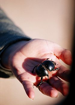 Flightless dung beetle.JPG