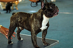 French Bulldog brindle standing.jpg