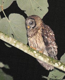 Fulvous Owl (Strix fulvescens) cropped.jpg