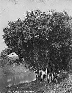 Giant Bamboo in Celyon 1870s.jpg