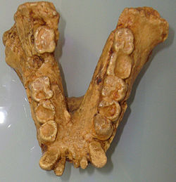 Gigantopithecusjaw.jpg