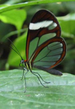 Glasswing butterfly Panama.jpg