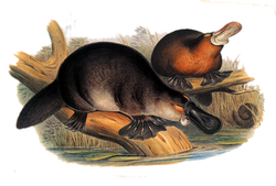 Gould John Duckbilled Platypus 1845-1863.png