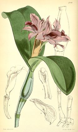 Guarianthe patinii (as Cattleya skinneri var. parviflora) - Curtis' 82 (Ser. 3 no. 12) pl. 4916 (1856).jpg