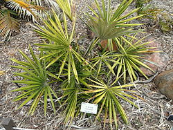 Guihaia argyrata - University of California Botanical Garden - DSC08994.JPG