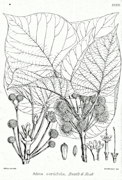 Haldina cordifolia Bra33.png