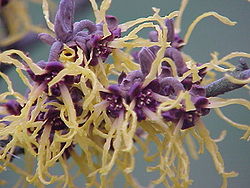 Hamamelis japonica0.jpg
