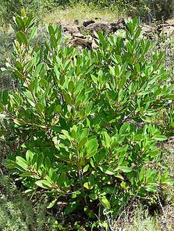 Heteromeles arbutifolia 1.jpg
