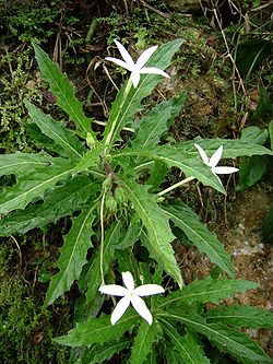 Hippobroma longiflora .jpg