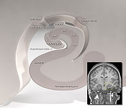 Hippocampus (brain).jpg
