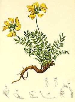 Hippocrepis comosa Atlas Alpenflora.jpg