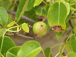 Hippomane mancinella (fruit).jpg