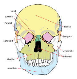 Human skull front simplified (bones).svg