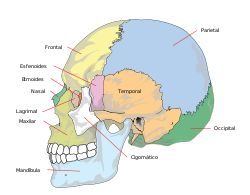 Human skull side simplified (bones)-es.svg