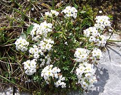 Hutchinsia alpina a1.jpg