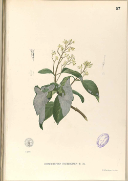 Ichnocarpus frutescens Blanco1.97.png